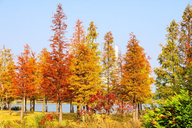 柳州龙湖公园的水衫红了!把冬天装扮得超美!你来打卡了吗?