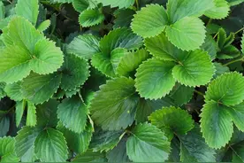 越下雨长的越好的几种蔬菜植物，看看都有哪些？图片