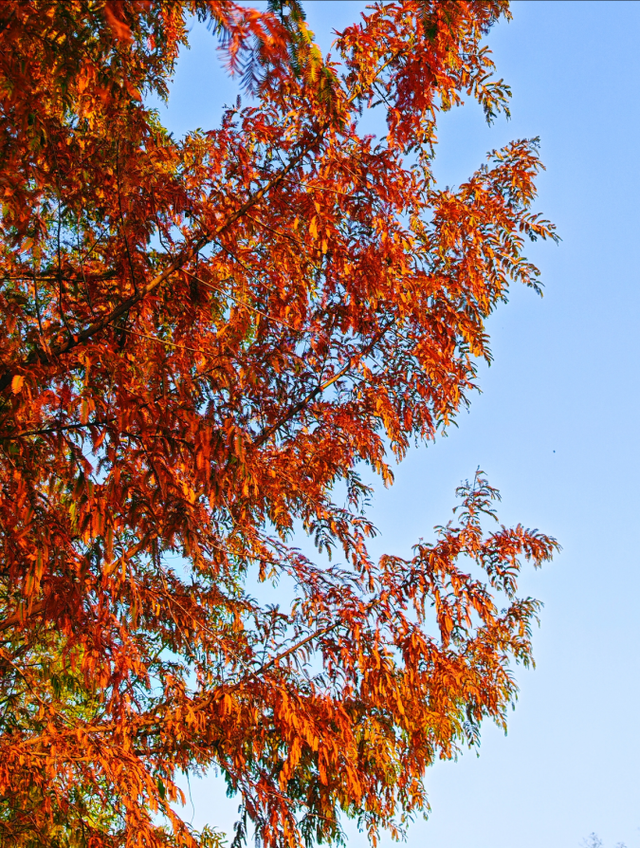 西安城区4个绝美秋景打卡地！