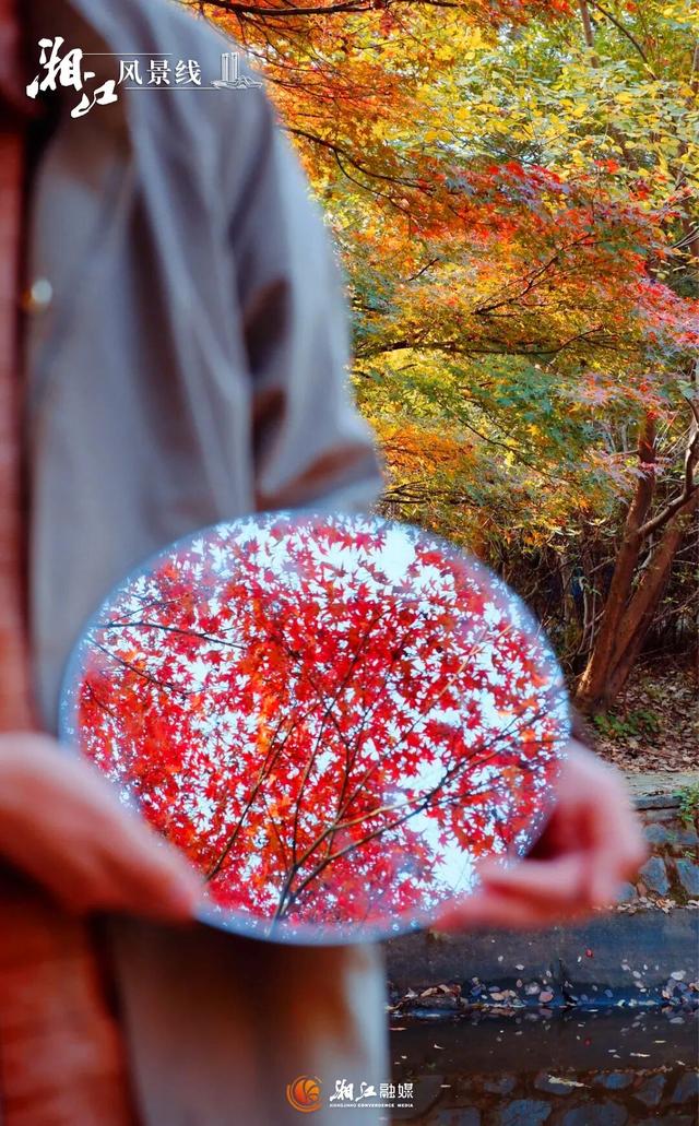 湖南“追枫”地图更新！哪片红对你的味？