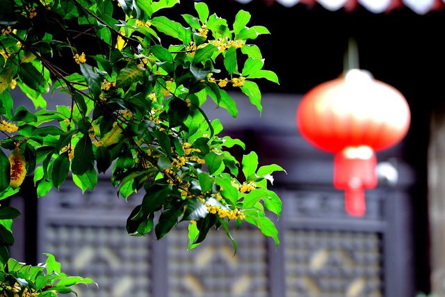 桂花缀秋，一园藏尽江南香