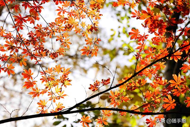 “枫”情万种，上海闵行红园枫叶色彩斑斓进入观赏季