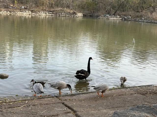 观鸟不必远行，“家门口”就能满足！