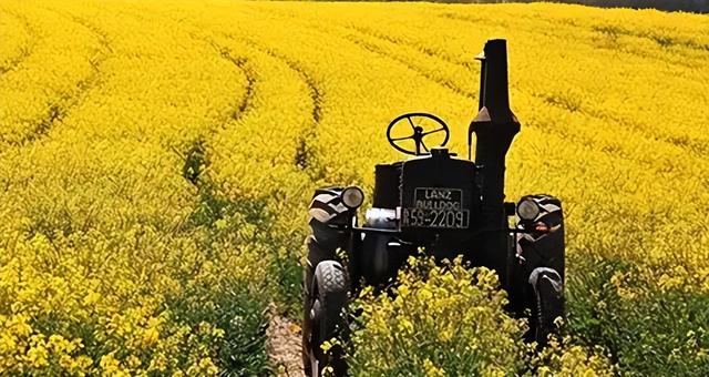 起风了！加拿大对华改口，禁止与中国签协定，65万吨芸苔子白买？