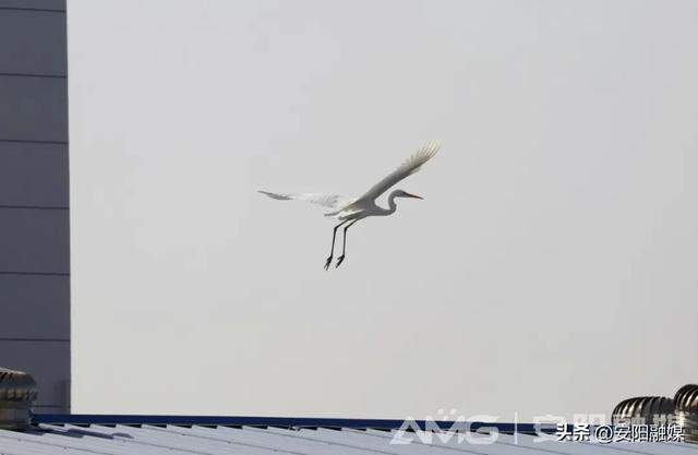 这几年,白鹭爱上了安阳