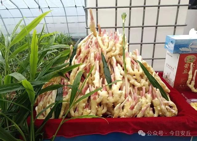 秋天，一定要来一趟潍坊安丘！