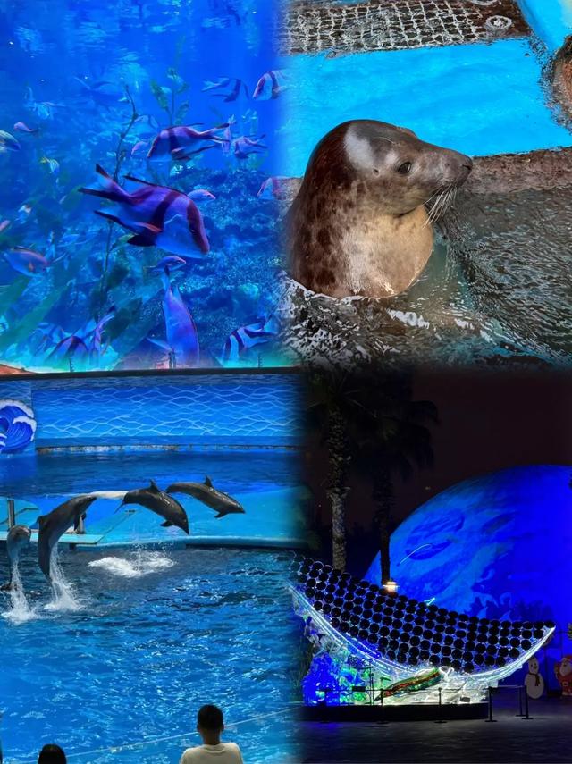 成都极地海洋公园全新升级来啦!打卡必看攻略