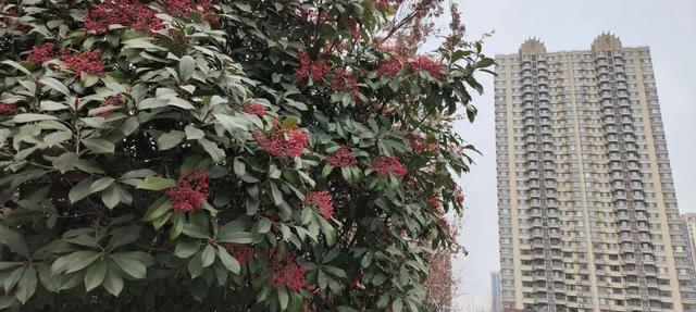 红果累累！森林公园石楠果红了，满树红果笑寒风！