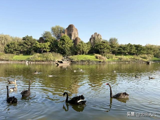 跟着小红书“秋日长椅三分钟”计划，打卡大兴限定秋色！点位——