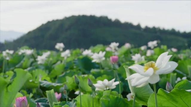 江西一座低调的古镇藏着50多幢明清豪宅，全球最大的莲花池就在此