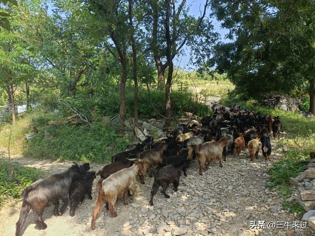 无为在歧路，莱芜霹雳尖