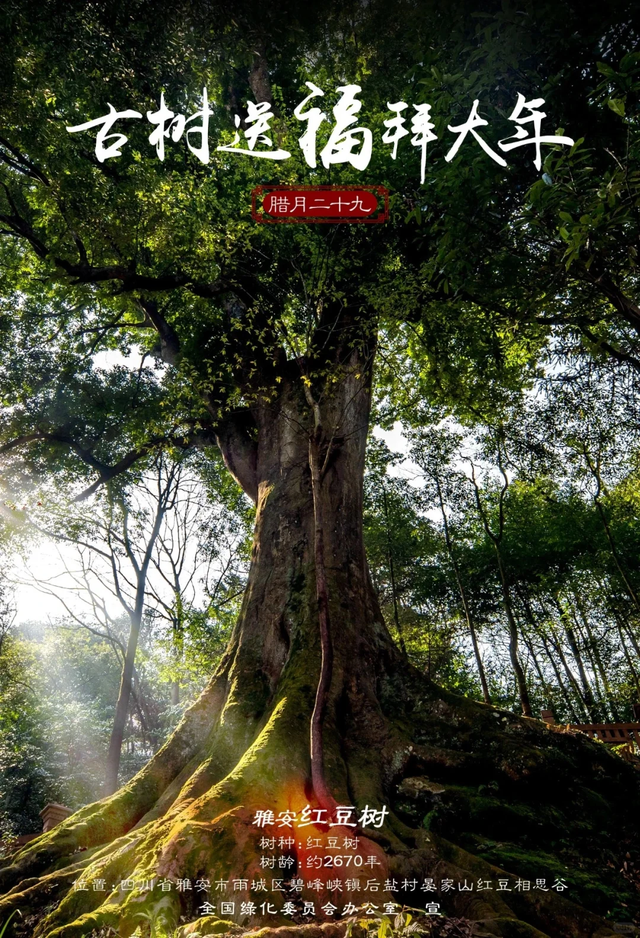 成都2h深入避世秘境，千年红豆树+彩色崖刻，徒步走起！