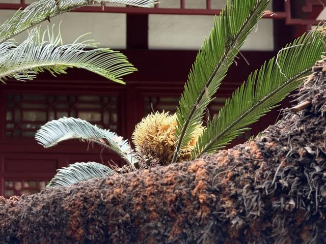 草堂铁树开花？在哪里？长啥样？快来看！