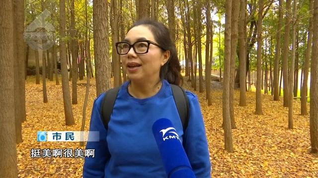 冬天的昆明，盛满了温柔的金黄色