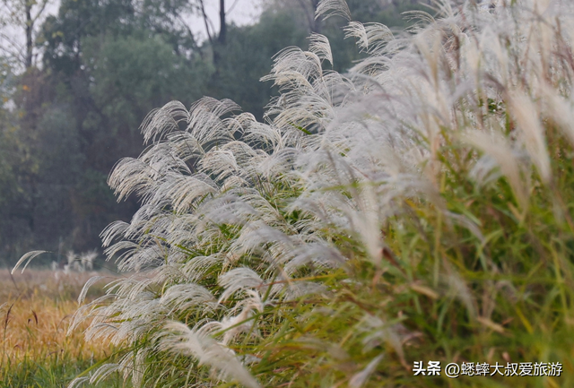 超绝的杭州“唐代泽”，已成秋冬打卡地，芦花翻滚，美不胜收！