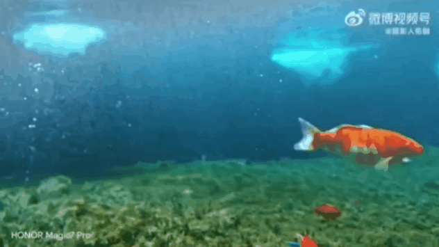 被济南泉水下的世界惊艳到了！