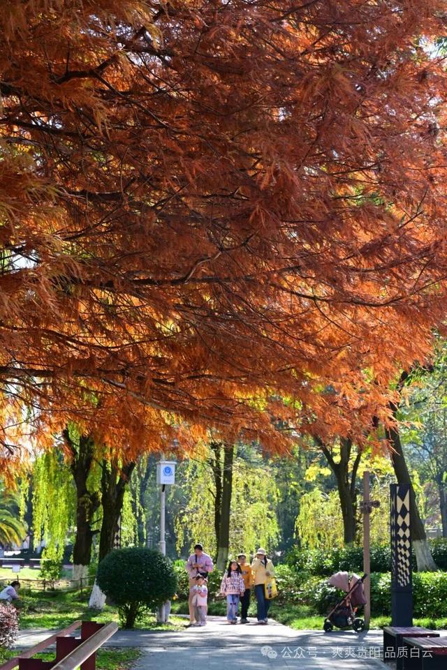 【爽游白云】曹关湿地公园的限定秋色