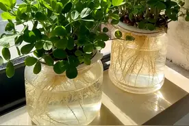 种了颗花生米，比养月季还有成就感，养出了我的好心态，太值了图片