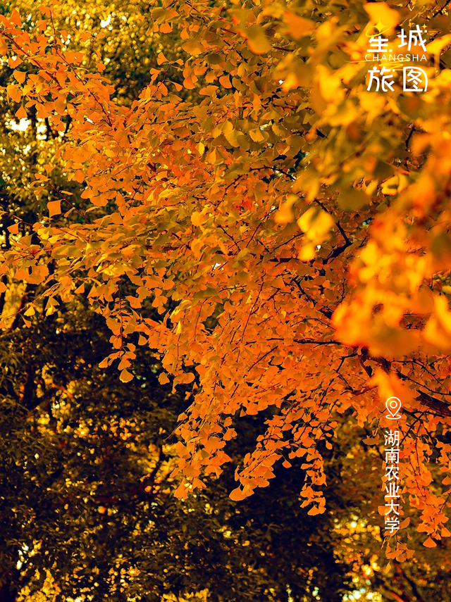 星城鎏金，银杏逐光