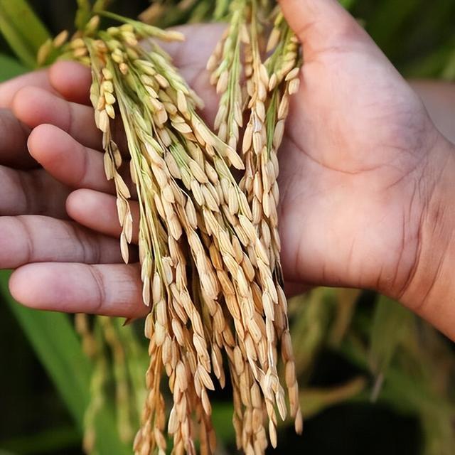 央媒通报！又一间谍行为曝光，作案手法阴险，粮食安全受威胁