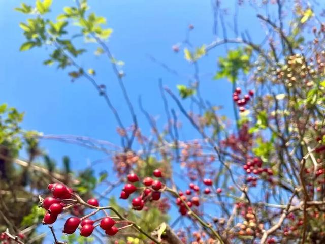 临沂这抹红，醉了秋日山水