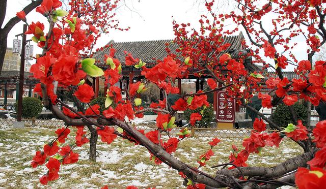 北京大观园“梅花”提早绽放 古风新春景致惊艳亮相