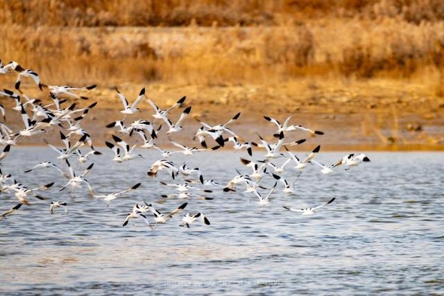 山东日照：“鸟群”版银河流动一幅生态画卷