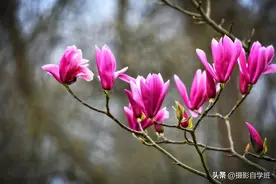 玉兰花开了，你知道用手机咋拍好看吗图片