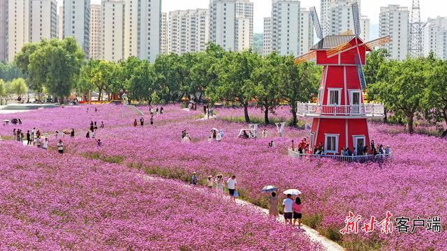 永靖县黄河花堤：繁花织就休闲打卡地