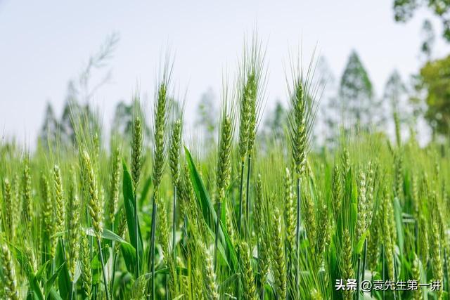 今日寒露，老人说最怕“寒露一日雨”，寒露下雨有啥预兆？早了解