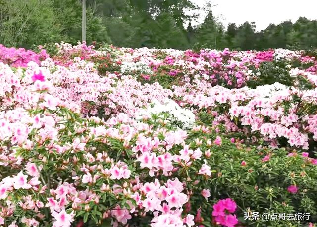成都公园最大规模杜鹃花开了，200多亩花开成海，不要门票！