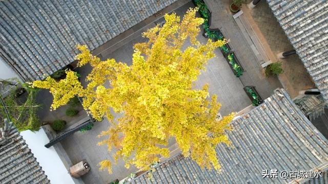 初冬雅韵：临安府署银杏换新妆