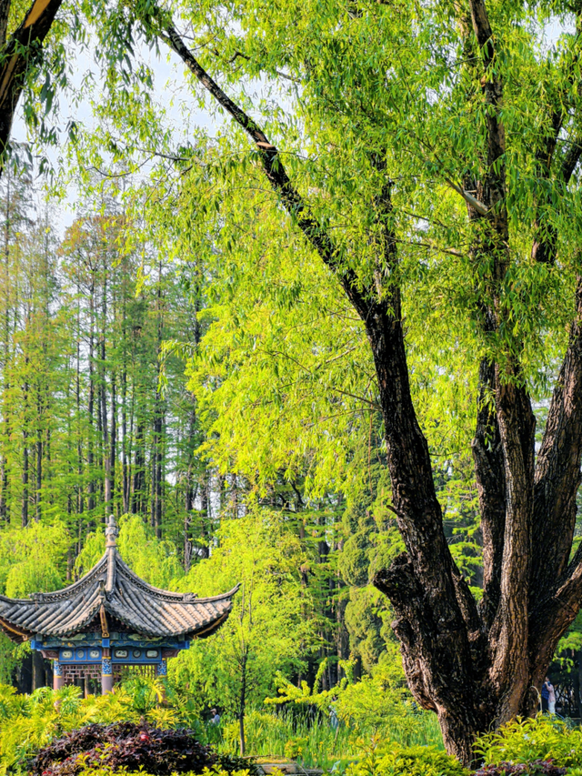 昆明秋日宝藏公园，每一个都“美到心巴”！