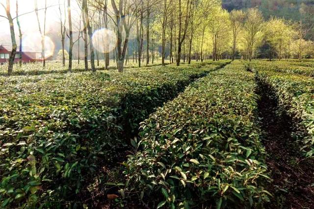 康县的春，从南一路盛开