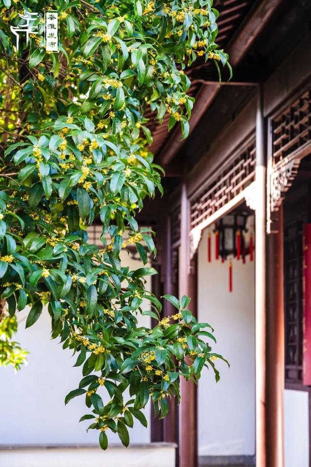 花样秦淮｜秋桂