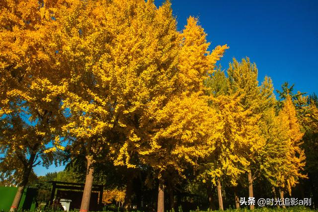 这么近那么美，银杏里的河北最美！