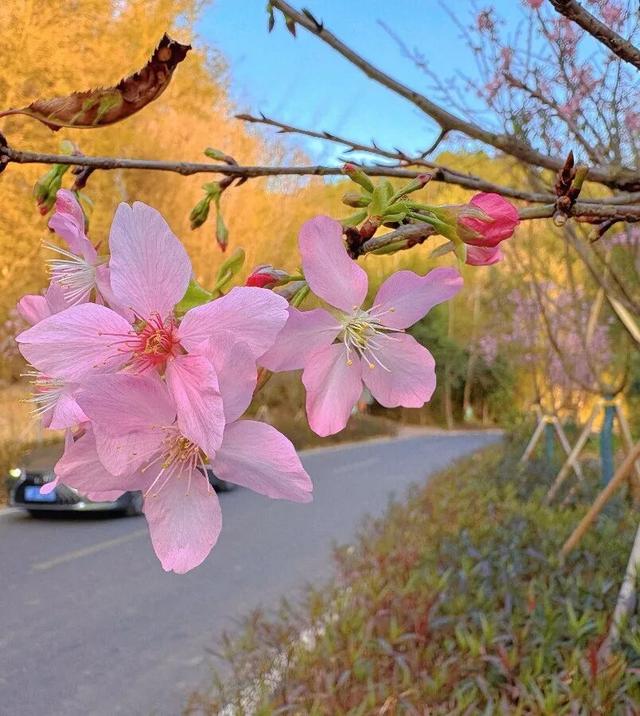 免费！千株樱花已开爆，粉色仙境等你来！