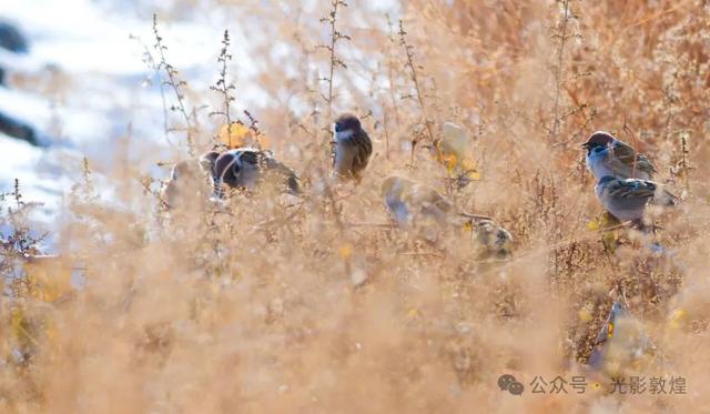 【冬天的野麻湾】阳关雪及野麻湾的飞鸟