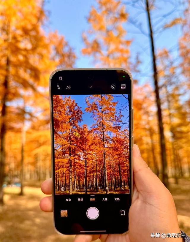 武汉秋日悄然绽放，梧桐叶黄江风凉，你还在等什么？