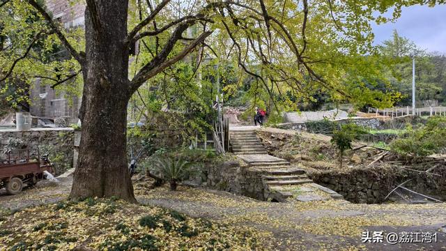 游长岗岭古村，观飘黄银杏