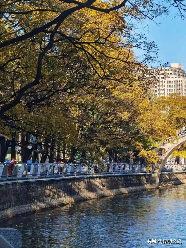 西山赏杏观鸥全攻略！40载人鸥情缘！3+8+N玩法承包冬日浪漫