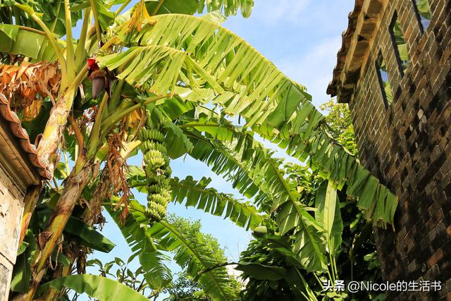 稻浪浸温汤，古村藏清欢