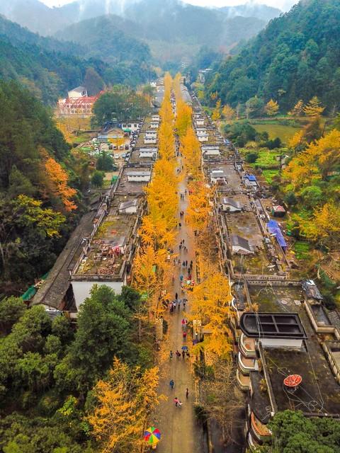 11月-12月的金色盛宴，9个绝佳的银杏观赏地，可以准备出发了