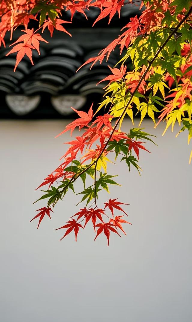 虽然微风渐凉，可这五彩缤纷的颜色，怎能叫人不爱呢？