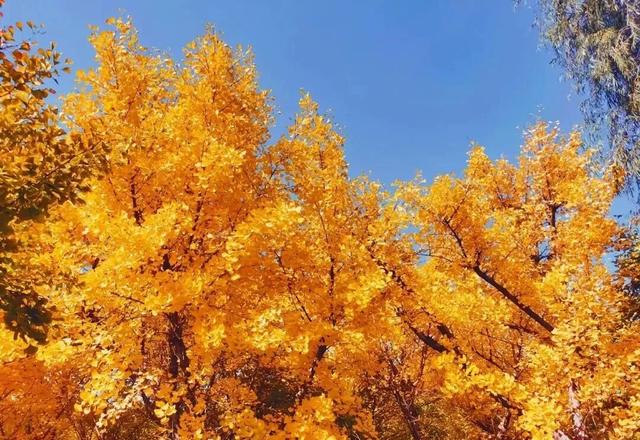 运城秋日的N种浪漫