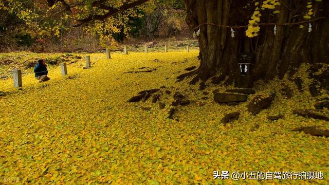 富阳秋季自驾攻略：66KM 赏银杏乌桕，2025 杏会路线全落地