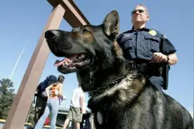 1998年美国温顺杂交犬深夜将女主人折磨致死，调查后原因令人胆寒图片