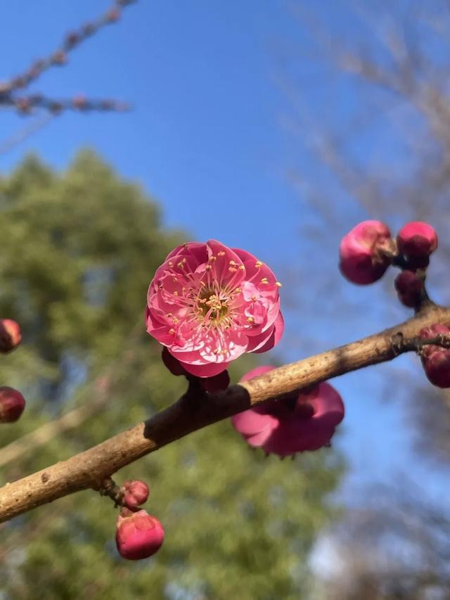 冬日顶流！朋友圈赏梅大赛，我先冲