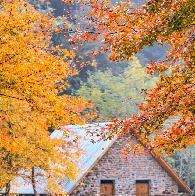 给你个准信！韶关森林红！红！红啦~