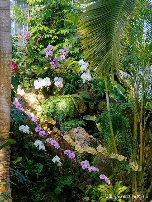 万株热带兰花盛放“23℃花屋” 武汉植物园热带兰展冬日绘春